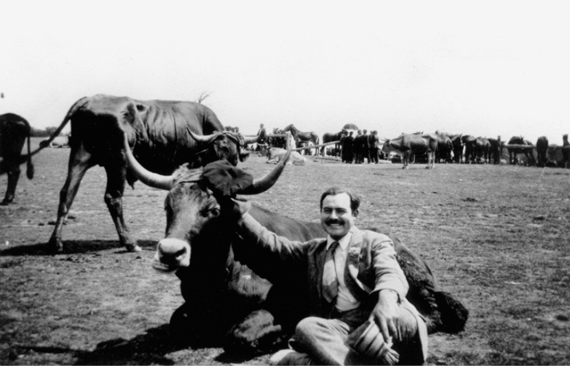 Ernest Hemingway with bull, near Pamplona, Spain.